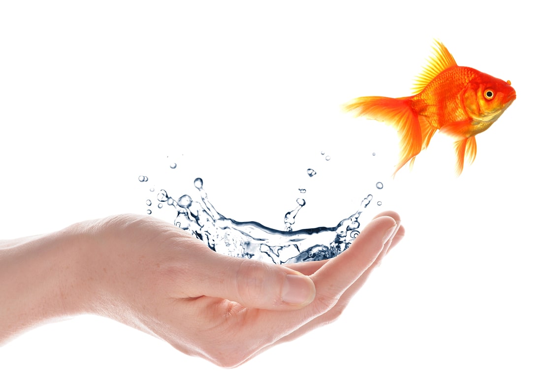 A goldfish leaps from a splashing water surface into an outstretched hand against a white background.